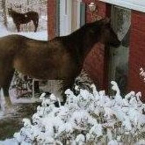 Meet your Posher, Roy